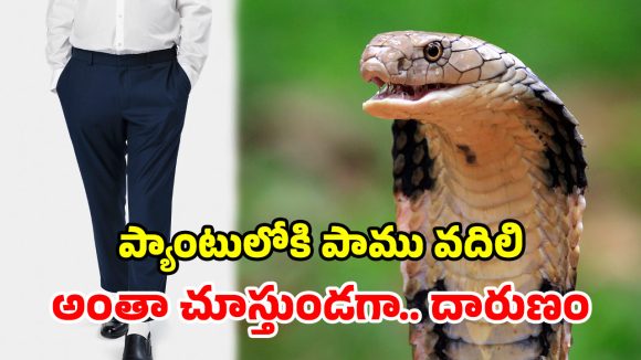 Snake Incident: పర్యాటకుడి ప్యాంటులోకి.. కింగ్ కోబ్రాను వదిలిన హోస్ట్.. తర్వాత ఏమైందంటే?