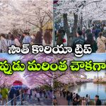 సౌత్ కొరియా స్ప్రింగ్ ట్రావెల్ స్పెషల్..  ఫ్లైట్స్, హోటల్స్ పై ఆఫర్లే ఆఫర్లు!