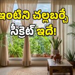 ఏసీయే ఉండాలా ఏంటి.. కర్టెన్లు, ఇండోర్ ప్లాంట్స్‌తో ఇంటి ఉష్ణోగ్రతను తగ్గించుకోండిలా!