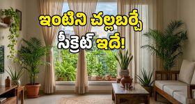 ఏసీయే ఉండాలా ఏంటి.. కర్టెన్లు, ఇండోర్ ప్లాంట్స్‌తో ఇంటి ఉష్ణోగ్రతను తగ్గించుకోండిలా!