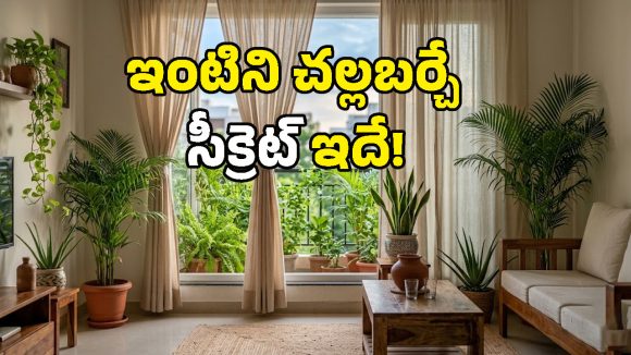 ఏసీయే ఉండాలా ఏంటి.. కర్టెన్లు, ఇండోర్ ప్లాంట్స్‌తో ఇంటి ఉష్ణోగ్రతను తగ్గించుకోండిలా!