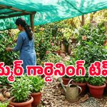 వేసవిలో కూడా పెరటి తోట పచ్చగా ఉండాలంటే.. ఈ జాగ్రత్తలు తప్పనిసరి!