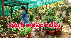 వేసవిలో కూడా పెరటి తోట పచ్చగా ఉండాలంటే.. ఈ జాగ్రత్తలు తప్పనిసరి!