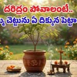 జమ్మి మొక్కను ఏ దిశలో నాటితే అదృష్టం వరిస్తుంది? పూర్తి వివరాలు మీ కోసం..