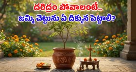 జమ్మి మొక్కను ఏ దిశలో నాటితే అదృష్టం వరిస్తుంది? పూర్తి వివరాలు మీ కోసం..