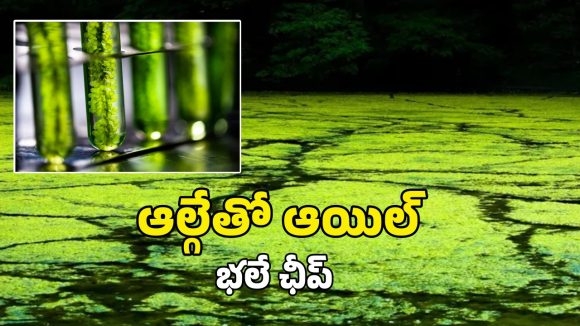 చెరువుల్లోని నాచుతో బయో ఫ్యూయల్.. పెట్రోల్, డీజిల్ కంటే ఛీప్!