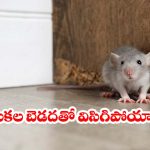 కేవలం రూ.10 ఖర్చుతో ఇంట్లోని ఎలుకలను తరిమికొట్టండి.. అద్భుతమైన చిట్కాలు ఇవే!