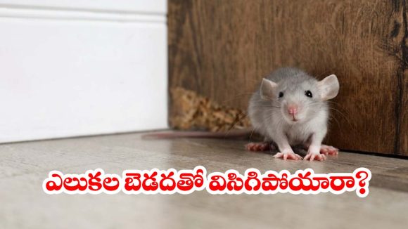 కేవలం రూ.10 ఖర్చుతో ఇంట్లోని ఎలుకలను తరిమికొట్టండి.. అద్భుతమైన చిట్కాలు ఇవే!