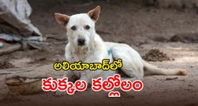 Eggs Eating: రెండు వారాల పాటూ ప్రతిరోజూ గుడ్డు తిని చూడండి, మీలో జరిగే మార్పులు ఇవే