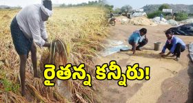 మట్టిలో కలిసిన రైతన్న బంగారం.. రాళ్ల వానకు రాలిపోయిన గింజలు
