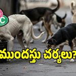 వీధి కుక్కల విషయంలో జీహెచ్ఎంసీ సంచలన నిర్ణయం