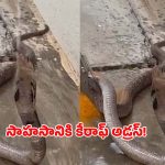 పుత్తూరులో సాహసం.. దాహంతో అల్లాడుతున్న నాగుపాముకు ప్రాణదానం చేసిన స్నేక్ క్యాచర్!