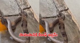 పుత్తూరులో సాహసం.. దాహంతో అల్లాడుతున్న నాగుపాముకు ప్రాణదానం చేసిన స్నేక్ క్యాచర్!
