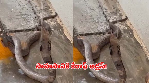 పుత్తూరులో సాహసం.. దాహంతో అల్లాడుతున్న నాగుపాముకు ప్రాణదానం చేసిన స్నేక్ క్యాచర్!