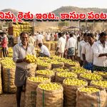 ఆకాశాన్నంటిన నిమ్మ ధర.. పదేళ్ల రికార్డును తిరగరాసిన పొదలకూరు మార్కెట్
