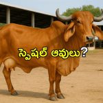 ఆవు మూత్రంలో బంగారం.. 1 లీటర్‌లో 10mg గోల్డ్.. నిజమే, కానీ?