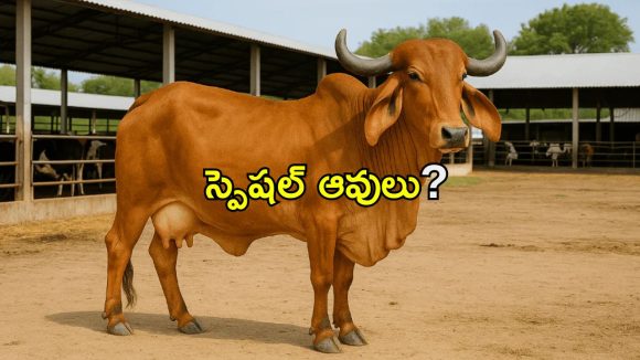 ఆవు మూత్రంలో బంగారం.. 1 లీటర్‌లో 10mg గోల్డ్.. నిజమే, కానీ?