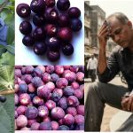 వేసవిలో కొన్ని రోజులు మాత్రమే లభించే ఎర్రని పండు.. సైజులో చిన్నదైనా ఆరోగ్య లాభాలు మెండు