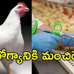 బ్రాయిలర్ కోడి ఇంత త్వరగా ఎలా పెరుగుతుంది.. ఇంజెక్షన్లు వేస్తారా? నిజమేంటి
