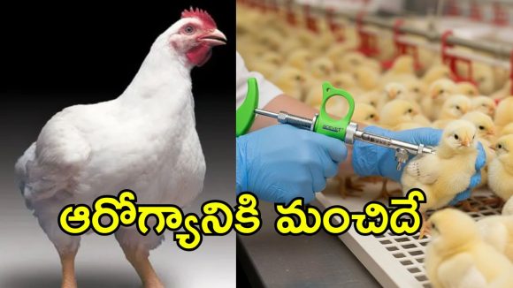 బ్రాయిలర్ కోడి ఇంత త్వరగా ఎలా పెరుగుతుంది.. ఇంజెక్షన్లు వేస్తారా? నిజమేంటి