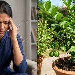 మైగ్రేన్ నొప్పితో తలపగిలిపోతోందా? ఈ ఆకులతో ఉపశమనం.. ఎలా ఉపయోగించాలంటే