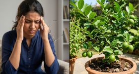 మైగ్రేన్ నొప్పితో తలపగిలిపోతోందా? ఈ ఆకులతో ఉపశమనం.. ఎలా ఉపయోగించాలంటే