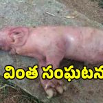 పంది కడుపులో ఏనుగు పిల్ల కలకలం