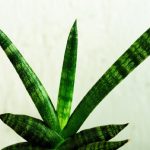 Snake plant: ప్రతి ఇంట్లో కచ్చితంగా ఉండాల్సిన మొక్క ఇది, దీంతో ఎన్నో లాభాలు