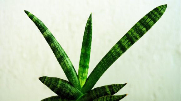 Snake plant: ప్రతి ఇంట్లో కచ్చితంగా ఉండాల్సిన మొక్క ఇది, దీంతో ఎన్నో లాభాలు