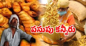 మంగళకరం పసుపు రైతుల కన్నీటి గాథ.. పసిడి పంటను మింగేస్తున్న దళారులు