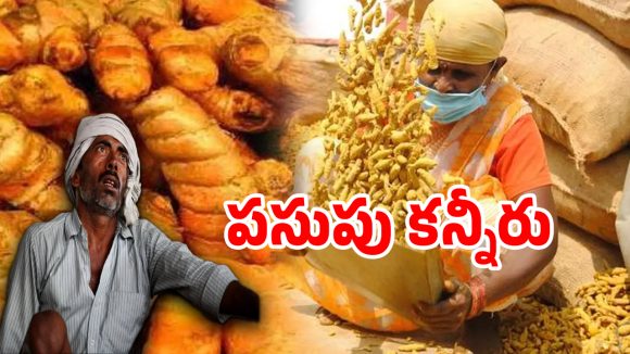మంగళకరం పసుపు రైతుల కన్నీటి గాథ.. పసిడి పంటను మింగేస్తున్న దళారులు