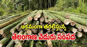 అక్రమంగా వేరే రాష్ట్రాలకు తరలిస్తున్న తెలంగాణ వెదురు సంపద