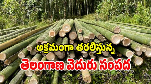 అక్రమంగా వేరే రాష్ట్రాలకు తరలిస్తున్న తెలంగాణ వెదురు సంపద