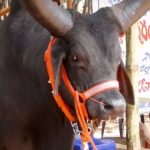 విశాఖలో కాంక్రేజ్ ఎద్దుల సందడి.. రోజుకు 15 లీటర్ల పాలిచ్చే ఆవు..