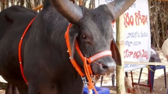 విశాఖలో కాంక్రేజ్ ఎద్దుల సందడి.. రోజుకు 15 లీటర్ల పాలిచ్చే ఆవు..
