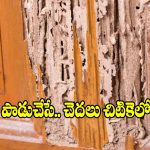 చెక్క ఫర్నిచర్‌కు చెదలు పట్టాయా? ఈ  చిట్కాలతో.. ఈజీగా చెక్ పెట్టండి!