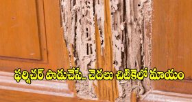 చెక్క ఫర్నిచర్‌కు చెదలు పట్టాయా? ఈ  చిట్కాలతో.. ఈజీగా చెక్ పెట్టండి!