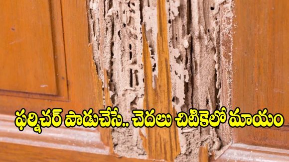 చెక్క ఫర్నిచర్‌కు చెదలు పట్టాయా? ఈ  చిట్కాలతో.. ఈజీగా చెక్ పెట్టండి!