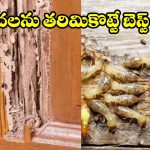 రూపాయి ఖర్చు లేకుండా.. క్షణాల్లోనే చెదలను వదిలించే అద్భుతమైన మార్గాలు ఇవే!