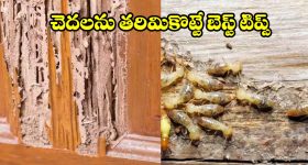 రూపాయి ఖర్చు లేకుండా.. క్షణాల్లోనే చెదలను వదిలించే అద్భుతమైన మార్గాలు ఇవే!