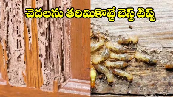 రూపాయి ఖర్చు లేకుండా.. క్షణాల్లోనే చెదలను వదిలించే అద్భుతమైన మార్గాలు ఇవే!