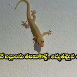 బల్లుల బెడద ఎక్కువైందా? ఇలా చేస్తే ఒక్క బల్లి కూడా కనిపించదు!