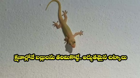 బల్లుల బెడద ఎక్కువైందా? ఇలా చేస్తే ఒక్క బల్లి కూడా కనిపించదు!