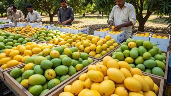 ఇండియాలో బెస్ట్ మామిడి పండ్లు ఎక్కడ దొరుకుతాయి? టాప్ 10 మార్కెట్లు ఇవే !