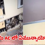 కూలింగ్ రావట్లేదని ఏసీ ఓపెన్ చేస్తే.. లోపల సీన్ చూసి టెక్నీషియన్ మైండ్ బ్లాక్!