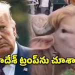 జుట్టు చూస్తే ట్రంప్.. రూపం చూస్తే దున్నపోతు.. సోషల్ మీడియాను ఊపేస్తున్న వింత జీవి!