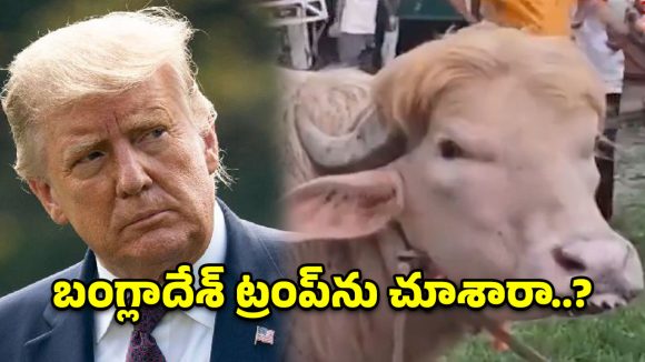 జుట్టు చూస్తే ట్రంప్.. రూపం చూస్తే దున్నపోతు.. సోషల్ మీడియాను ఊపేస్తున్న వింత జీవి!