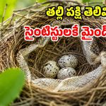 పక్షులు తమ గూట్లో పాముల కుబుసం ఎందుకు పెట్టుకుంటాయి? అసలు విషయం తెలిస్తే మైండ్ బ్లాకే!