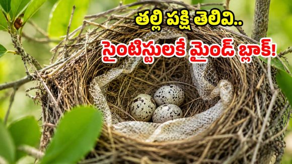 పక్షులు తమ గూట్లో పాముల కుబుసం ఎందుకు పెట్టుకుంటాయి? అసలు విషయం తెలిస్తే మైండ్ బ్లాకే!