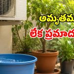 AC Water Tips: ఏసీ నీటిని మొక్కలకు పోస్తున్నారా? అయితే ఇది తప్పక తెలుసుకోండి!